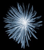 Chrysanthemum head, X-ray
