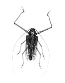 Harlequin beetle, X-ray