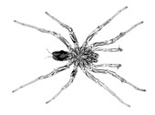 Tarantula, X-ray