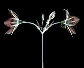 Eucharis lily, X-ray