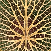 Water lily leaf, X-ray