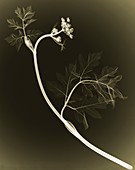 Plant, X-ray