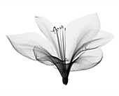 Amaryllis, X-ray