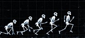 Running skeletons, X-ray
