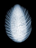 Norway spruce (Picea abies) cone, X-ray