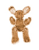 Straw teddy bear, X-ray