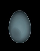 Duck egg, X-ray