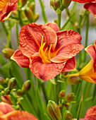 Hemerocallis Younique Orange