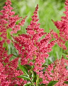 Astilbe 'Younique Ruby Red'