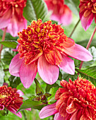 Dahlia 'Flodder'