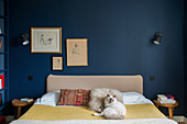 Katze auf Doppelbett im Schlafzimmer mit dunkelblauer Wand