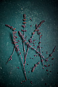 Zalotti-Blüten (afrikanische Basilikumpflanze)