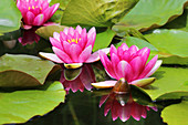 Water lily 'Laydekeri Lilacea'