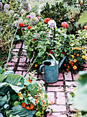 Garten mit Gemüse und Blumen, Gießkanne auf Gartenweg