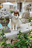 Katze und Gartendekoration an der Poolseite