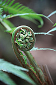 Unfurling fern frond