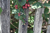 Brombeere mit roten und schwarzen Früchten
