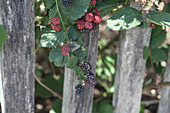 Blackberry with red and black fruits