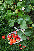 Freshly picked strawberries in a cardboard punnet on the grass