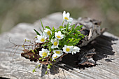 Small bouquet of wood anemones on bark