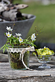 Wood anemone in a glass with lace ribbon, primroses