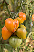 Orange tomatoes on the plant