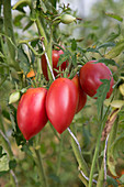 Long tomatoes on a tomato plant