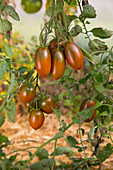 Längliche Tomaten an der Pflanze