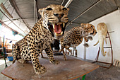Stuffed leopard and cheetah