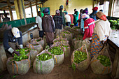 Workers with harvested tea, Kenya