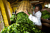 Worker with harvested tea, Kenya