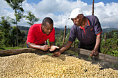 Checking raw coffee beans, Kenya