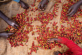 Checking harvested coffee cherries, Kenya