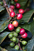 Ripening coffee cherries