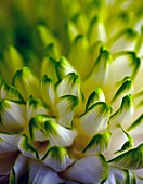 Chrysanthemum petals