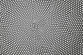 Diatom wall, light micrograph