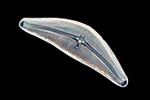Diatom, light micrograph