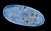 Frontonia ciliate protozoan, light micrograph