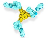 SARS-CoV-2 virus spike protein and antibodies, illustration