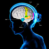 Sensory areas of the brain, illustration