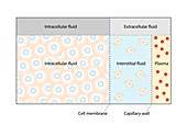 Body fluid compartments, illustration