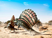Dimetrodon fighting, illustration