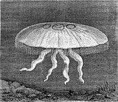 Moon jellyfish, 19th century illustration