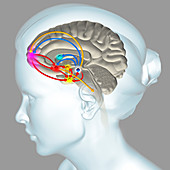 Brain reward pathway, illustration