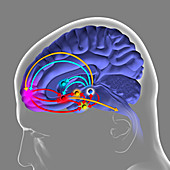 Brain reward pathway, illustration