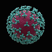 Coronavirus capsid, illustration