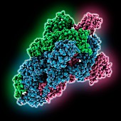 Coronavirus spike protein, illustration