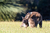 Kangaroo Island kangaroo mother and young