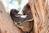 Koala young and mother
