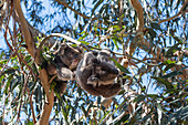 Koalas feeding